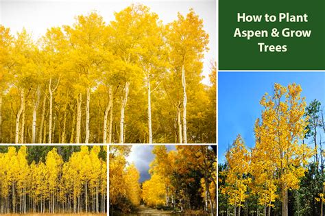 aspren sprout|Aspen Tree Growth Cycle: From Seedling to Mature Tree